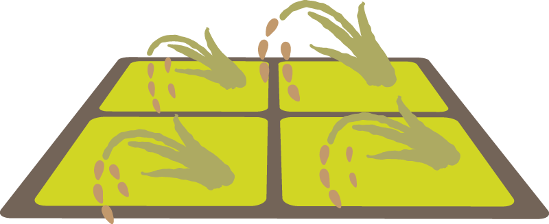 暑さによって弱っている田んぼのイラスト