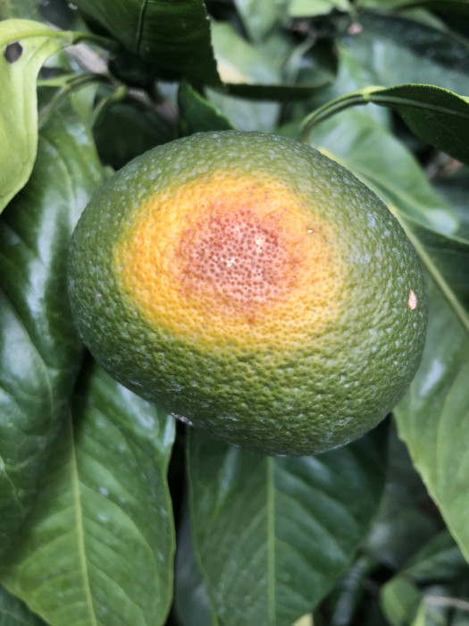 おんしゅうミカンの日焼け写真