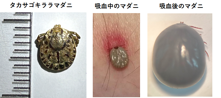 マダニ写真