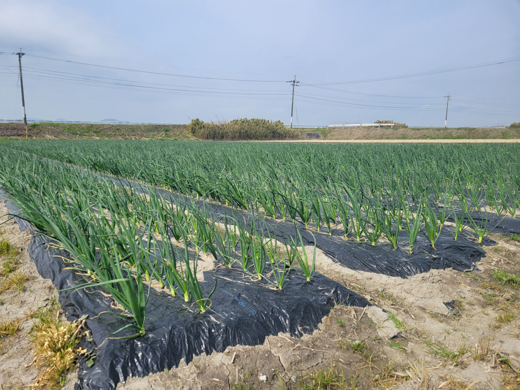 雲仙市吾妻町の山田干拓のたまねぎです。