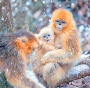 キンシコウの写真