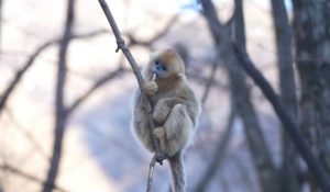 キンシコウの写真