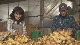 新着情報！2ch｢農業振興について調査せよ！(2)｣